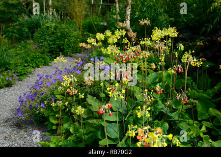 Primula Florindae, riesigen Schlüsselblume, Primel, Primeln, gelb, rot, Orange, Mix, gemischtes, mehrjährige Pflanze, Pflanze, Pflanzen, Schatten, Schatten, Schatten, Feuchtigkeit lovin Stockfoto