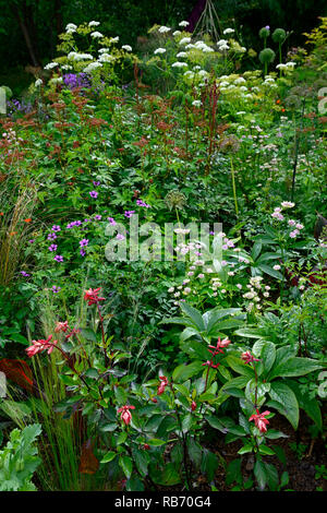 Salvia Belhaven, Geranium Anne Thomson, astrantia bo Ann, magenta, Pink, Lila, Blüte, Blumen, Blüte, mehrjährig, Mix, Gemischt, Kombination, Bett, Grenze, RM Flor Stockfoto