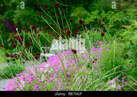 Sanguisorba officinalis Red Thunder, Lila, Blüte, Blumen, Blüte, mehrjährig, Bett, Grenze, RM Floral Stockfoto