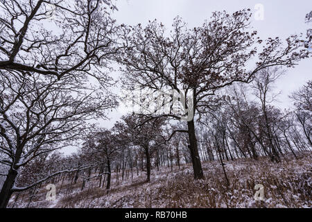 Die Bäume und Hügel der Pleasant Valley Conservancy im südlichen Wisconsin. Stockfoto