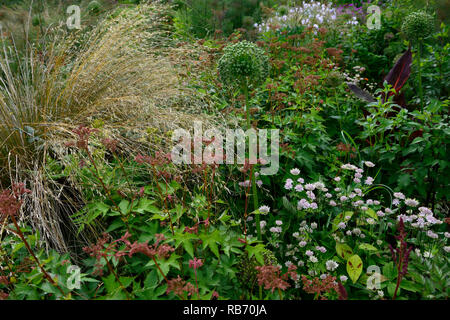 Stipa gigantea, Allium, Foeniculum vulgare, blühende Fenchel, astrantia bo Ann, Mix, Gemischt, Kombination, Bett, Grenze, Blätter, Laub, Garten, Gärten, R Stockfoto