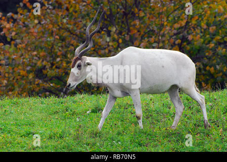 Weiß, Antilope, Antilopen, screwhorn Mendesantilope, mendeszantilop, Addax, Addax nasomaculatus Stockfoto