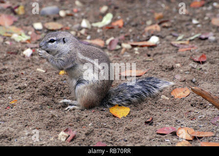 Kap Erdhörnchen, Kap-Borstenhörnchen, fokföldi ürgemókus, Xerus inauris Stockfoto