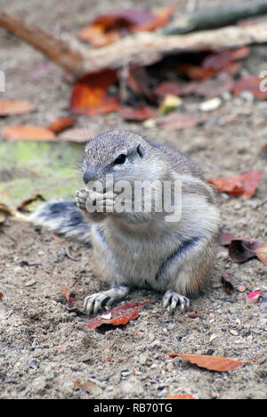 Kap Erdhörnchen, Kap-Borstenhörnchen, fokföldi ürgemókus, Xerus inauris Stockfoto