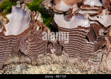 Farbe Makro Foto eines frisch Reifen schneiden Pinien Querschnitt der Rinde Schichten. Stockfoto
