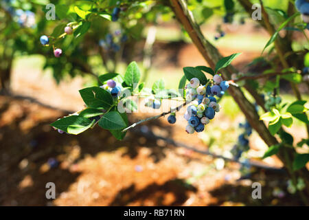 Ein Foto der Blaubeeren auf dem Zweig unter Sonnenlicht Nahaufnahme. Stockfoto
