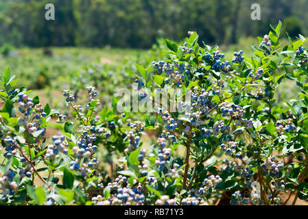 Ein Foto von grössenmass mit reifenden Beeren Nahaufnahme. Stockfoto