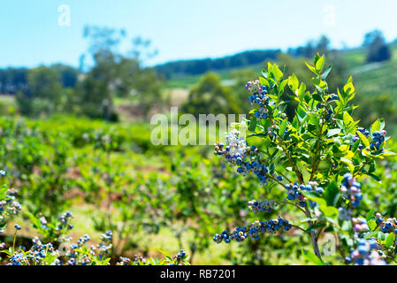 Ein Foto von Blueberry mit reifenden Beeren Nahaufnahme. Eine Kopie Raum auf der linken Seite des Bildes. Stockfoto