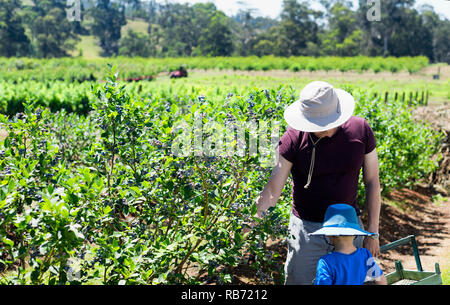 Ein Foto von Vater und Sohn Blaubeeren pflücken auf dem Bauernhof. Stockfoto