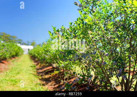 Ein Foto der Heidelbeeren Pflanzen wachsen auf dem Bauernhof. Stockfoto
