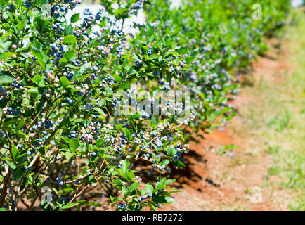 Ein Foto von blueberry Reihe auf der Farm. Stockfoto