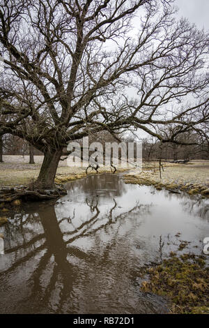 Kleiner Bach schlängelt sich durch Ackerland im ländlichen Illinois auf einem kalten Wintern. Stockfoto