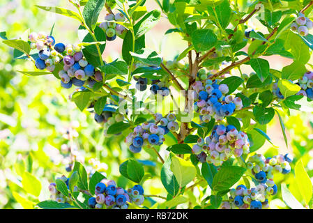 Ein Foto von einem Blueberry Anlage mit reifenden Beeren Nahaufnahme. Stockfoto