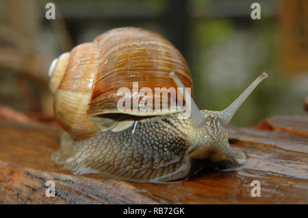 Verschieben von Schnecke aus der Nähe Stockfoto