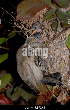 Weibliche sunbird füttern ihren Küken im Nest Stockfoto