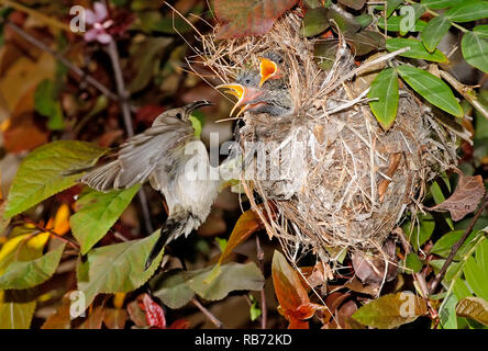 Weibliche sunbird füttern ihren Küken im Nest Stockfoto