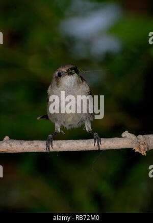 Emale sunbird jagen Insekten für ihre Küken Stockfoto