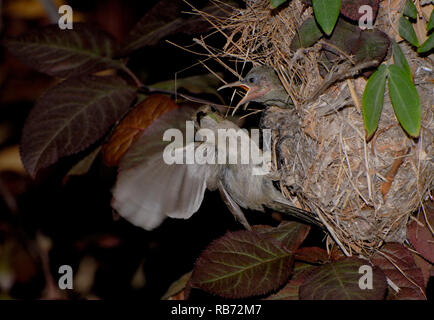 Weibliche sunbird füttern ihren Küken im Nest Stockfoto