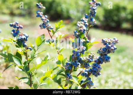 Ein Foto von Blueberry mit reifenden Beeren. Stockfoto