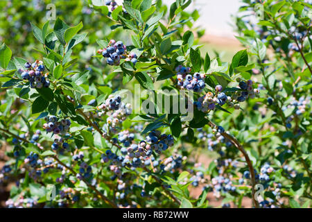 Ein Foto von Blueberry mit reifenden Beeren mit natürlichem Licht. Stockfoto