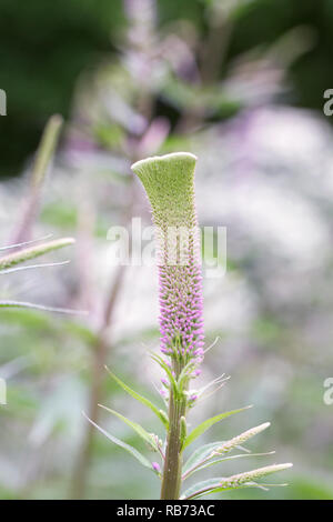 Veronicastrum virginicum Fasciation Blüte zeigen. Stockfoto