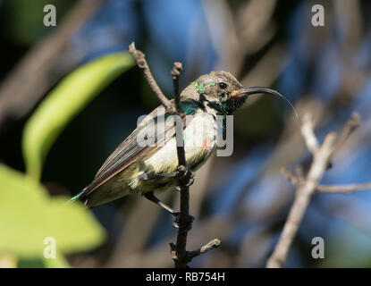 Variable Sunbird (Cinnyris venustus falkensteini) Stockfoto