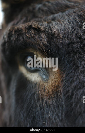 Nahaufnahme der schwarze Esel Auge Stockfoto