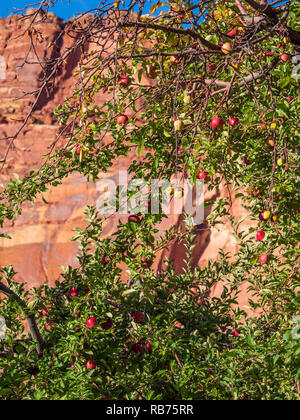 Äpfel bereit abgeholt werden, Chesnut Obstgarten hinter dem Fruita Campground, Capitol Reef National Park, Utah. Stockfoto