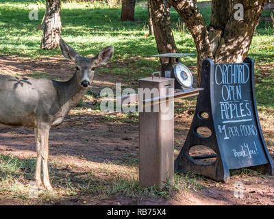 Ein Hirsch doe ist nach der Äpfel in der Kastanie Obstgarten, Capitol Reef National Park, Utah. Stockfoto