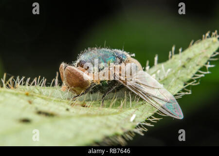 Big eye Fliegen marco Fotografie auf grünem Blatt Stockfoto