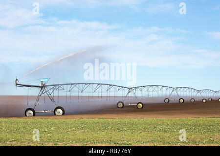 Pivot Bewässerungssystem auf dem Feld auf der Präriefarm, Wheatland County, Alberta, Kanada Stockfoto