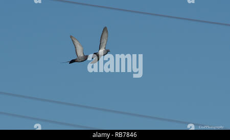 Tauben fliegen durch Stromleitungen Stockfoto