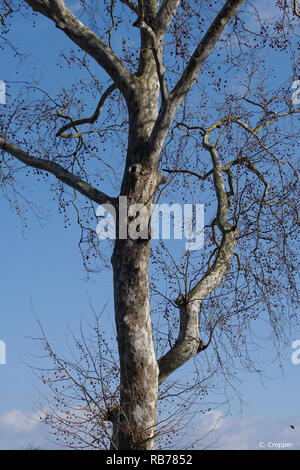 Top von Sycamore Tree im Winter gegen den blauen Himmel Stockfoto
