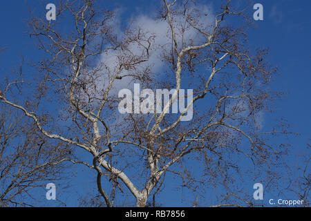 Top von Sycamore Tree im Winter gegen den blauen Himmel Stockfoto