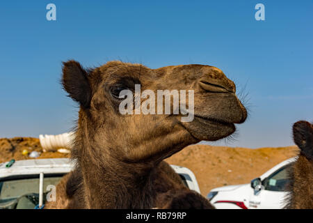 Kamele für Verkauf in Saudi-Arabien. Stockfoto