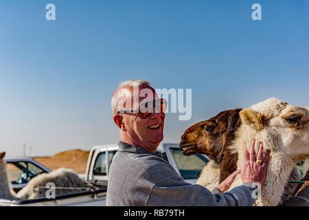 Kamele für Verkauf in Saudi-Arabien. Stockfoto