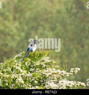 Magpie sitzen auf einem weißdornbusch im Amsterdamer Wasserversorgung Dünen in der Nähe von Amsterdam und Zandvoort Stockfoto