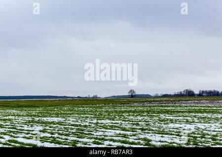 Einsame Bäume stehen zwischen Ackerland und Felder mit Winterweizen. Gibt es etwas Schnee in die Felder ein. Beginn des Winters in Europa. Stockfoto