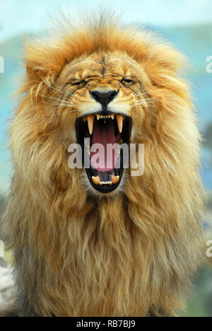 Südwestafrikanischer Löwe oder Katanga-Löwe, Angola-Löwe oder Katanga-Löwe, Löwe, Panthera leo bleyenberghi, angolai Oroszlán Stockfoto