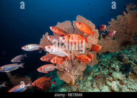 Schwarm von Crescent-tail Großaugenthun, Priacanthus hamrur, Indischer Ozean, Malediven Stockfoto