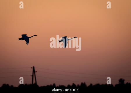 Singschwan (Cygnus Cygnus) fliegen in bei Sonnenuntergang im goldenen Licht zu landen. Lubana Wetland Complex. Lettland. Stockfoto