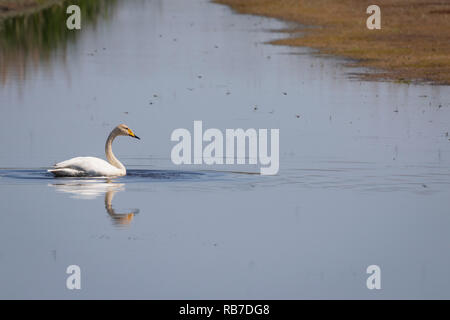 Singschwan (Cygnus Cygnus) Erwachsenen auf dem Wasser. Lubana Wetland Complex. Lettland. Stockfoto