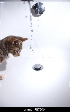 Kätzchen beobachten Wasser aus Tippen Stockfoto