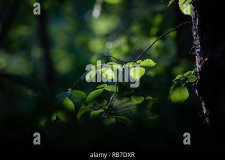 Sonnenlicht über die Buche (Fagus sylvatica). Lettland. Stockfoto