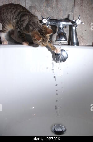 Kätzchen beobachten Wasser aus Tippen Stockfoto