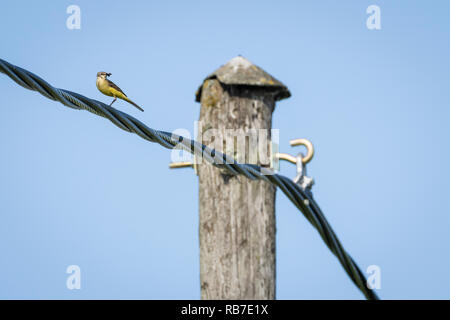 Western Schafstelze (Motacilla flava) mit Nahrung in Ihrer Rechnung stehen auf einem Kabel. Lettland. Stockfoto