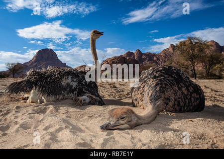 Südafrikanischer Strauß, Struthio camelus Australis, Spitzkoppe, Namibia Stockfoto