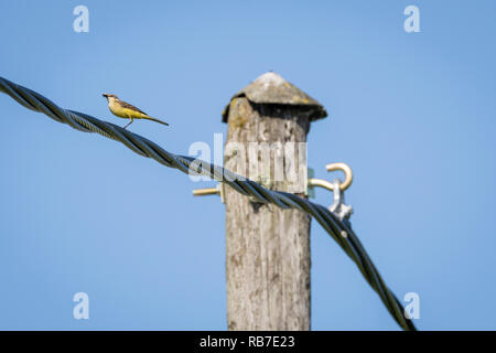 Western Schafstelze (Motacilla flava) mit Nahrung in Ihrer Rechnung stehen auf einem Kabel. Lettland. Stockfoto