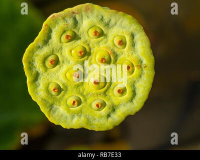 Nahaufnahme eines Lotus oder Lotos Frucht Körper Stockfoto