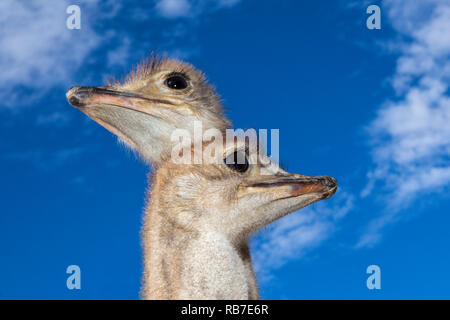 Südafrikanischer Strauß, Struthio camelus Australis, Spitzkoppe, Namibia Stockfoto